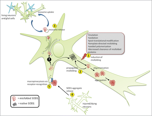 Figure 1. Propagation and transmission of misfolded SOD1. SOD1 misfolding can be induced by a variety of intracellular and extracellular stresses (1). Once a misfolded template is present, it can induce subsequent cycles of template-directed misfolding, converting neighboring native SOD1 molecules into pathological isoforms, which can subsequently form oligomers and aggregates over time (2). Presumably during the early stages of disease, misfolded SOD1 can also accumulate in the ER-Golgi system by an unknown mechanism (black box), where it can enter the vesicle-mediated secretory pathway, becoming selectively incorporated onto the outer surface of exosomes, exit the cell via secretion (3) and be taken up by neighboring cells. Alternatively, during later stages of disease when neural cells are injured and dying, large proteinaceous aggregates containing misfolded SOD1 are released (4) and subsequently taken up by neighboring cells via macropinocytosis (5). Uptake through this mechanism appears specific making the presence of certain cell surface receptors mediating uptake likely.