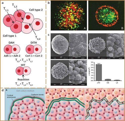 Figure 6. Cell sorting and tensions. a) Schematic of contact tension in tissues, and the three main models for cell sorting, showing differences in homotypic tensions T 1,1 and T 2,2 and heterotypic tension T 1,2. The DAH is regulated by cell adhesion, while the DITH also involves the role of cytoskeletal components, and the HIT focuses on repulsive mechanisms generated by ephrin-Eph signalling. For the DAH and DITH, heterotypic tensions are intermediate, in contrast to the HIT where they exceed the homotypic tensions. Inspired by [Citation140]. b) Confocal images of a spheroid made from two cell lines transfected to have different N-cadherin ratios. First, (A) the spheroid remains mixed after 4 h of incubation (B) but after 24 h sorts in accordance with the DAH, with the cell line expressing the lower level of N-cadherin (red) enveloping the cell line expressing higher amounts of N-cadherin (green). c) SEM images of spheroids made from a P-cadherin-transfected L-cell line termed LP2 by the authors; with up-left a control LP2 aggregate, up-right treated with latrunculin A (LA) and down-left treated with cytochalasin D (CD) to depolymerize actin. Down-right shows surface tensions σ measured for all three types with tissue surface tensiometry. d) Boundary polarization at (A) tissue-culture and (B, C) tissue-tissue interface. Red dots indicate cadherin bonds, green lines indicate higher-than-average actin density where the thickness of the line shows the amount of generated tension. Nuclei are either blue or orange to make a distinction between two cell types. While boundary polarization occurs for tissues in vitro, it (B) may or (C) may not occur at an in vivo tissue-tissue interface, possibly explaining differences between in vivo and in vitro cell sorting. (b) is reprinted from [Citation70], Copyright 2005, with permission from Elsevier; (c) is reprinted from [Citation20], with permission from the authors; (d) is reprinted from [Citation129]. Reprinted with permission from AAAS