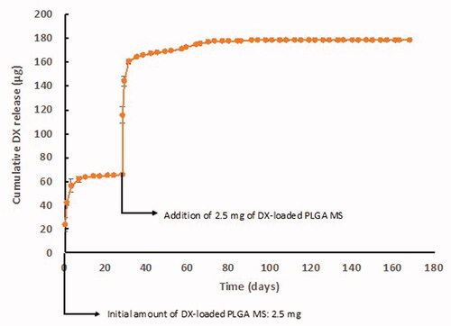 Figure 3. In vitro dexamethasone release profile from dexamethasone-loaded PLGA Ms.