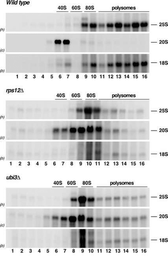 Figure 6. The absence of either eS12 or eS31 alters the sedimentation behaviour of pre-ribosomal particles containing the 20S pre-rRNA. The strains W303-1A (Wild type), SMY315 (rps12∆) and TLY14.3C (ubi3∆) were grown to mid-log phase in YPD medium at 30°C. Cell extracts were prepared and 10 A260 units of each extract were resolved in 7–50% sucrose gradients and fractionated. RNA was extracted from each fraction and analysed by northern blotting using the indicated probes (between parentheses; see Figure S1 and Table S3). The position of free 40S and 60S r-subunits, 80S ribosomes and polysomes are shown.