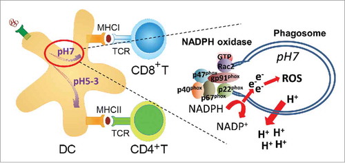 Figure 1. Schematic presentation of cross-presentation of exogenous antigen in dendritic cells. Rac2 assembles the NADPH oxidase at the phagosomal membrane leading to production of reactive oxygen species. The ATPase pumps out protons (H+) from the phagosome leading to a near neutral pH and antigen escape to the cytosol. Abbreviations: DC; dendritic cell, ROS; reactive oxygen species, TCR; T cell receptor.