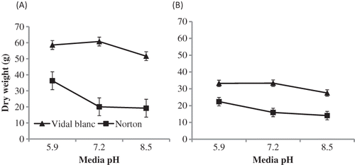 FIGURE 3 Shoot (A) and root (B) dry weight of ‘Vidal blanc’ and ‘Norton’ grown at varying media pH levels. Values are means ± SE (n = 6).
