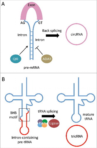 Figure 1. Two in vivo RNA circularization pathways. (A) Intron base-pairing and/or RNA-binding proteins facilitate pairing of a downstream splice site and an upstream splice site, bringing them into close proximity. Non-canonical “back-splicing” of these sites results in a circularized exon. (B) The tRNA splicing endonuclease (TSEN) complex cleaves an intron-containing pre-tRNA at the bulge-helix-bulge (BHB) motif. The exon halves are ligated, and the intron termini are also ligated to form a circle.