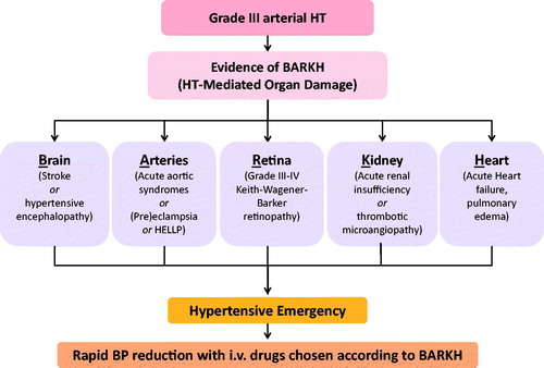 Figure 2. Simplified brain, arteries, retina, kidney and/or heart (BARKH)-based algorithm for a quick identification of the hypertensive emergencies (HEs) and the associated acute organ damage. If BARKH involvement is detected, the reduction of BP values should be undertaken with i.v. treatment; in any other case, an oral treatment is recommended. BP: blood pressure; HT: hypertension; HELLP: haemolysis elevated liver enzymes low platelets.