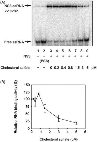 Figure 6. Effect of CS on NS3 RNA binding activity. (A) Autoradiography of gel mobility shift assay with 32P-labled ssRNA. Lanes 1 and 2 contain the control reaction mixtures with heat-denatured ssRNA alone or 300 nM bovine serum albumin (BSA) instead of NS3, respectively. Lanes 3–9 show the binding of NS3 helicase to ssRNA at increasing concentrations of CS. (B) Graphical representation of the experiment shown in (A). RNA binding activity was calculated as the ratio of signal intensity derived from the NS3–ssRNA complex in the sample with CS to that of the control sample without the inhibitor but with DMSO. The data are presented as the mean ± standard deviation for two replicates.