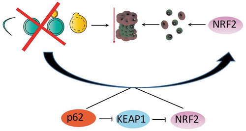 Figure 2. An animation showing the mechanism by which autophagy dependent cancer cells upregulate NRF2 to generate more functional proteasomes in order to compensate for decreased proteasomal degradation after autophagy inhibition.