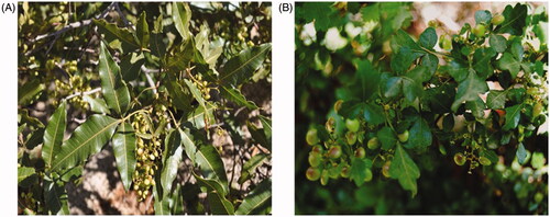 Figure 2. Pictures of Rhus species under study. (A) Picture of R. retinorhoea. (B) Picture of R. tripartite.