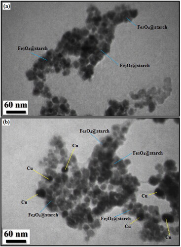 Figure 5. TEM images of (a) Fe3O4@starch and (b) Fe3O4@starch/Cu nanocomposite.