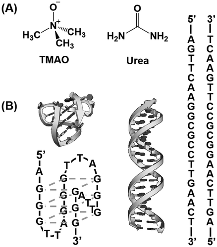 Figure 1. (A) Chemical structures of TMAO and urea. (B) Schematic illustrations and sequences of gqDNA (left) forming the G-quadruplex and dsDNA (right) forming the duplex.