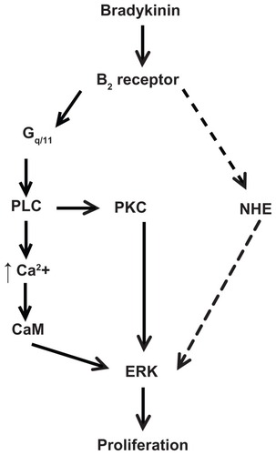 Figure 7 Scheme of proposed signaling pathway used by bradykinin to stimulate proliferation in A498 cells. This scheme is described in the Discussion section.Notes: BK stimulates ERK through the B2 receptor-Gq/11 pathway, which includes the activation of phospholipase C (PLC) and protein kinase C (PKC), PLC-dependent Ca2+ mobilization, and calmodulin (CaM) activity. BK B2 receptors stimulate NHE1 activity, which is necessary for the ERK-dependent proliferation of A498 cells. The dashed line indicates a putative pathway used by BK to activate NHE upstream of ERK.Abbreviations: BK, bradykinin; ERK, extracellular acidification rate; NHE, Na+/H+ exchange.