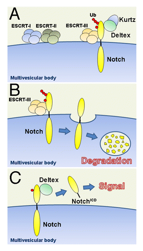 Figure 1. Shrub-Deltex-Kurtz dependent modulation of Notch signaling. (A) The ubiquitination state of the Notch receptor regulates its activation fate as it enters the endocytic path. While some steps in this path have been characterized, others simply illustrate our working hypothesis. (B) Our studies indicate that Deltex in synergy with Kurtz promotes the poly-ubiquitinated state of the receptor. This leads to the degradation of Notch through the MVBs—a step regulated by Shrub that is a core component of the ESCRT-III complex. Our evidence is consistent with the notion that Shrub “surrounds” the ubiquitynated receptor—a role compatible with the previously suggested role of the yeast homolog Snf7. (C) The expression of Deltex, which physically interacts with Notch, favors a mono-ubiquitinated state of the receptor and leads to a ligand-independent activation intracellular activation of Notch (NotchICD: the cleaved, activated form of Notch).