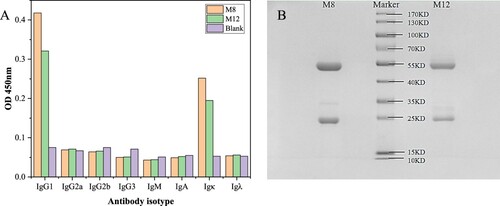 Figure 3. Antibody isotype identification and SDS-PAGE results of purified antibodies.