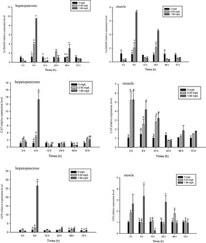 Figure 4. Effect of ammonia-N on the relative expression Cu/ZnSOD, CAT, and GPX of muscle and hepatopancreas in M. rosenbergii. Notes: The different lowercase mean significant difference at same time (p<.05), no lowercase mean no significant differences at same time (p>.05). Cu/ZnSOD: Copper and zinc-containing superoxide dismutase; CAT: Catalase; GPX: Glutathione peroxidase.