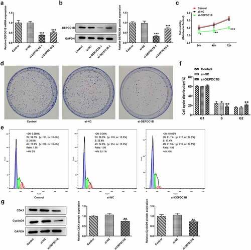 Figure 2. DEPDC1B knockdown inhibits the proliferation, colony formation and G2 phase cell distribution of HCC cells. (a-b) The mRNA and protein expression of DEPDC1B in the control, si-NC, si-DEPDC1B-1/2 groups were assessed by RT-qPCR and Western blot in HCCLM3 cells. ***P < 0.001 (c) The viability of HCCLM3 cells transfected with si-NC or si-DEPDC1B was detected at 24, 48 and 72 h by CCK-8. *P < 0.05, **P < 0.01, ***P < 0.001 (d) The number of colonies of HCCLM3 cells in the control, si-NC and si-DEPDC1B groups was measured by colony formation experiment. (e-f) Cell cycle distribution of HCCLM3 cells in the control, si-NC and si-DEPDC1B groups was detected by flow cytometry. **P < 0.01 (g) The protein levels of CDK1 and CyclinD1 of HCCLM3 cells in the control, si-NC and si-DEPDC1B groups were measured by Western blot. **P < 0.01.