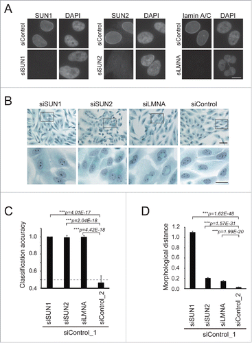 Figure 1. Depletion of LINC complex components caused morphological changes in cells. (A) MCF10A cells were transfected with the indicated siRNAs and stained with anti-SUN1 (left), -SUN2 (middle), and -lamin A/C (right) pAbs, respectively, to show that each knockdown was efficient. Cell nuclei were counterstained with DAPI. Scale bar = 20 µm. (B) Pap-stained images of the cells transfected with the siRNAs. The rectangles in the top panels indicate regions enlarged at the bottom. Scale bar = 20 µm. (C) Classification accuracy (CA) of knockdown against control (siControl_1) cells was measured using the machine-learning algorithm wndchrm. Twenty images for each knockdown class (Fig. S2) were employed for the CA measurements. Knockdown of SUN1, SUN2, and lamin A/C resulted in morphological changes significant enough to yield high classification accuracy (CA= ∼1.0 for each). The dotted line indicates CA = 0.5, the expected value of random classification with no detectable morphological differences. Thus, the value for the difference between siControls_2 and _1 (CA = 0.462 ± 0.083) is approximately as expected. (D) Morphological distances of the knockdown classes from the control were measured using wndchrm. Twenty images for each knockdown class (Fig. S2) were analyzed. Larger values indicate morphologies different from those of control cells (siControl_1). Knockdown of SUN1 resulted in significant changes. For (C) and (D), the values are the mean ± standard deviation (SD) of 20 independent cross validation tests. p values were calculated using the Student t test (***p < 0.005).