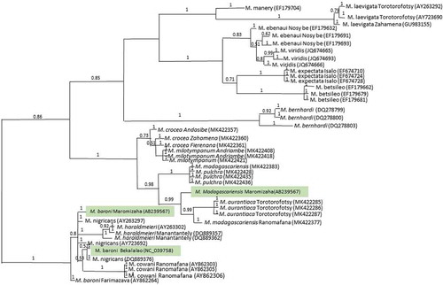 Figure 3. Phylogenetic relationships between Mantella species.
