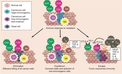 Figure 1 Immunoediting mechanism.