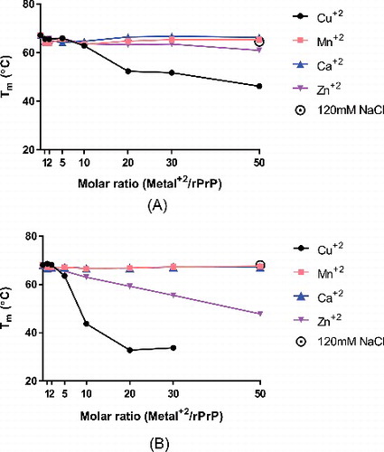 Figure 1. Determination of Tm of Elk rPrP variants by thermal denaturation circular dichroism spectroscopy. Both rPrP L132 (A) and M132 (B) were melted in either the absence or presence of increasing molar ratios of divalent cations, copper (black circles), manganese (pink squares), calcium (blue triangles), or zinc (purple triangles). In the absence of divalents, both variants have similar melting temperatures – 67.16°C for L132 and 68.08°C for M132. The profile of M132 in the presence of 50x copper did not exhibit a sigmoidal shaped unfolding curve consistent with two state cooperative unfolding and could not be used to determine a Tm and is not included in this figure. In the presence of 120 mM NaCl, L132's Tm was 64.58°C and M132's was 68.01°C.