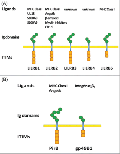 Figure 1. Domain structure of (A) human LILRBs and (B) mouse orthologs. Extracellular Ig-domains are depicted as hexagons and intracellular ITIMs are depicted as boxes.