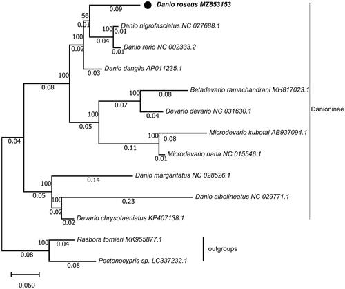 Figure 1. Maximum-likelihood (ML) phylogenetic tree reconstructed using concatenated mitochondrial protein-coding genes of D. roseus and other 12 fishes. Pectenocypris sp. and Rasbora tornieri were used as outgroups. Accession numbers are indicated after the species names. The tree topology was evaluated by 1000 bootstrap replicates. Bootstrap values at the nodes correspond to the support values for ML methods.