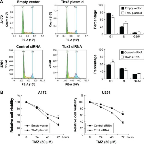 Figure 4 Tbx2 regulates cell cycle and TMZ resistance in GBM cell lines.