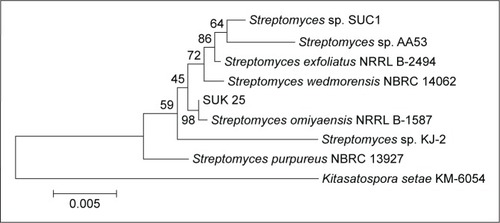 Figure 1 Neighbor-joining tree showing the relationship of strain SUK 25 based on a 16S rRNA gene sequences (1,450 nucleotides with closely related members of the genus Streptomyces omiyaensis NBRC 13449T and Kitasatospora setae KM-6054 as the outgroup).