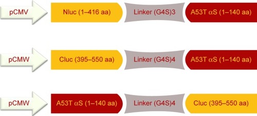 Figure 2 General scheme of different plasmid constructs.Notes: Nluc-A53T αS: the N-terminal fragment of firefly luciferase (1–416 amino acids) connected to N-terminus of A53T αS through (G4S)3 flexible linker; Cluc-A53TαS: the C-terminal fragment of firefly luciferase (395–550 amino acids) connected to N-terminus of A53T αS through (G4S)4 flexible linker under the control of the CMV promoter; A53T αS-Cluc: the C-terminus of A53T αS connected to C-terminal fragment of firefly luciferase (395–550 amino acids) through (G4S)4 linker.Abbreviation: αS, alpha-synuclein.
