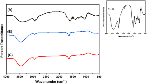 Figure 2 FT-IR spectra of (A) pure ginger extract, (B) blank transethosomes, and (C) ginger-extract transethosomes prepared using sodium deoxycholate (TRE3).