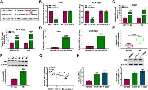 Figure 4 HK2 was a downstream target of miR-545-3p in NB cells. (A) The putative binding sites between miR-545-3p and HK2 were predicted by starBase v2.0. (B) Relative luciferase activity was determined in GI-LI-N and SK-N-BE(2) cells co-transfected with HK2 3ʹUTR-WT or HK2 3ʹUTR-MUT and miR-545-3p or miR-NC. (C) RIP assay was used to explore the interaction between HK2 and miR-545-3p in GI-LI-N and SK-N-BE(2) cells. (D) RNA pull-down assay was performed to confirm the targeted relationship between miR-545-3p and HK2 in GI-LI-N and SK-N-BE(2) cells. (E and F) The mRNA and protein expression of HK2 were evaluated in NB tissues and normal tissues by miR-545-3p and Western blot analysis, respectively. (G) Correlation between HK2 and miR-545-3p expression was determined by Spearman rank correlation. (H) The mRNA and protein expression of HK2 were assessed in NB cells (GI-LI-N and SK-N-BE(2)) and HEK293 cells by qRT-PCR and Western blot, respectively. ***P<0.001, ****P<0.0001.