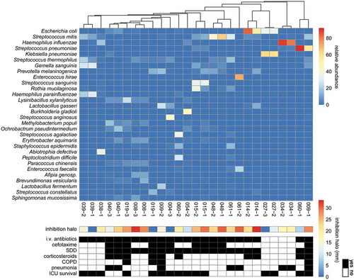 Figure 5. Heatmap of microbial abundance in sputum. The heatmap was generated based on a hierarchical clustering solution (Euclidean distance metric and average linkage) of the sputum microbiome samples (n = 27). Rows represent species identified by 16S rRNA sequencing, and columns represent individual sputum samples. The heatmap is sorted according to the dendogram analyses, based on the relative abundance of particular species. The color key for relative abundance of the different species is presented on the right of the heatmap. Positive and negative controls were performed, but the respective results are not presented in the heatmap. The panels below the heatmap present the detected antimicrobial activity in each sputum sample (in mm; color-coded in accordance with the key on the right), and selected patient characteristics relating to (antimicrobial) therapy in the ICU, lung diseases and ICU survival (black indicates “yes”). Importantly, information in the latter panel is shown per sample. An additional bar plot of the microbial abundance per sputum sample is shown in Supplemental Figure S1, and a heatmap of the microbial abundance in sputum samples related to the respective antimicrobial activity against the indicator strain S. pneumoniae TIGR4 is presented in Supplemental Figure S3.