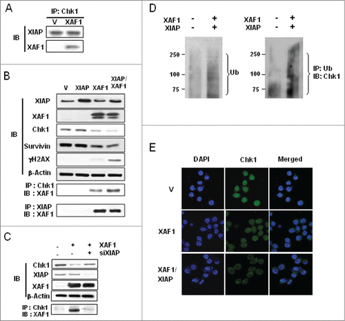 Figure 4. Ubiquitin-dependent Chk1 proteolysis is mediated by the XIAP-XAF1 complex. (A) A549 cells were transfected with XAF1-encoding construct or with empty vector. Whole cell extracts were prepared, immunoprecipitated with Chk1 antibody, and immunoblotted with XIAP and with XAF1 antibodies. (B) A549 cells were transfected with the constructs encoding the proteins as specified (V, XIAP, XAF1, and XIAP/XAF1). XIAP/XAF1 indicates co-transfection with both constructs. V is an empty vector transfection. Cell extracts were prepared and then immunoblotted (IB) with the indicated antibodies (upper panel). Also Chk1 or XIAP was immunoprecipitated (IP) and co-IP of XAF1 was assessed by protein gel blot analysis (IB) (lower panel). (C) Cells with or without XAF1 overexpression were transfected with XIAP siRNA or scrambled siRNA as a control. Cell extracts were subjected to protein gel blot analysis (IB) (upper panel) and immunoprecipitation (IP) with the indicated antibodies (lower panel). Co-IP of XAF1 was assessed by protein gel blot analysis (IB). (D) A549 cells with or without co-overexpression of XAF1 and XIAP were transfected with a plasmid construct encoding ubiquitin. Ubiquitination of total proteins was determined by protein gel blot analysis of whole cell extracts (left panel). Ubiquitination of endogenous Chk1 was monitored by immunoprecipitation (IP) with antibody against ubiquitin. Co-IP of Chk1 was assessed by protein gel blot analysis (IB) (right panel). (E) A549 cells were transfected with XAF1 alone or co-transfected with XAF1 and XIAP (XAF1/XIAP). Vector (V)-transfection is a control. Cells were fixed, incubated with anti-Chk1 antibody, and stained with Alexa 488-conjugated secondary antibody. Nuclei were stained with DAPI (blue, x1000). Fluorescent images were obtained using a fluorescence microscope.
