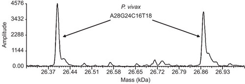 Figure 2 Mass spectra for Plasmodium vivax. Mass spectra of the forward and reverse strands of the amplicon produced by primer pair INV4855, which was designed to target the β-tubulin gene of Babesia spp. The base count A28 G24 C16 T18 represents the number of adenines, guanines, cytosines, and thymines found in the forward strand of the amplicon.