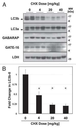 Figure 5 Cycloheximide decreases LC3b and LC3a protein levels in a dose-dependent manner. Mice were injected with 0–40 mg/kg cycloheximide and sacrificed 1 hlater. (A) Western blot analysis of indicated proteins in liver total extract (20 µg per lane). LC3b-II and LC3a-II are indicated by arrows. Western blot analysis of Lactate Dehydrogenase (LDH), a known long-lived protein, is shown as a negative control. (B) Quantification of LC3b-II signal, normalized to LC3b-II content in the control-treated (PBS) animals. Bars represent the mean ± 1 SD. *p < 0.05 (Student's two-tailed t-test).