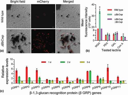 Figure 4. BbCwp protects fungus from host recognition. (a) Disruption of BbCwp resulted in an enhanced hemocyte encapsulation. Fungal strain was labeled by expressing the mCherry gene. Conidial suspension (5 µl, 105 conidia/ml) was injected into host. After an incubation of 3 h at 25°C, hemocyte encapsulation was examined under a fluorescence microscope. (b) Conidial lectin-binding pattern. Lectins included concanavalin A (ConA), Galanthus nivalis lectin (GNL), peanut agglutinin (PNA), and wheat germ agglutinin (WGA). ΔBbCwp mutant strain displayed a significant increase in fluorescence intensity of WGA. (c) Relative expression levels of β-1, 3-glucan recognition protein genes (βGRP). In G. mellonella, there are 11 βGRP genes. Comparative analyses between the wild type/ΔBbCwp were performed at different time points during infection process. Gene disruption led to a significant up-regulation of all tested genes at 1 d post infection. Tukey’s HSD was used to determine the statistical significance using a threshold of P < 0.05. Error bars: standard deviation.