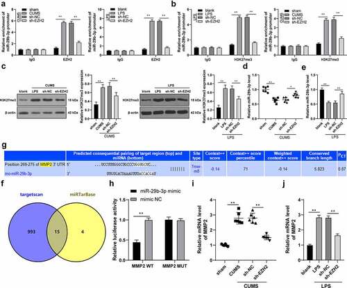 Figure 5. EZH2 targets miR-29b-3p to promote MMP2 transcription. (a,b) The binding relation between EZH2 and miR-29b-3p verified by ChIP assay. (c) H3K27me3 level detected by Western blot analysis. (d,e) The level of miR-29b-3p in depression rats and LPS-induced microglia measured by RT-qPCR. (f) the downstream target genes of miR-29b-3p predicted by Targetscan database (http://www.targetscan.org/vert_71/) and miRTarBase (http://mirtarbase.cuhk.edu.cn/php/search.php), with the intersections obtained. (g) The binding sites between miR-29b-3p and MMP2. (h) The binding relation between miR-29b-3p and MMP2 validated by dual-luciferase reporter gene assay. (i,j) Transcription level of MMP2 in hippocampus (i) and microglia (j). N = 6. The experiment was performed 3 times. The results in panels A-C, E, H and J were presented as mean ± standard deviation. Two-way ANOVA was used to analyze the data in panels A-B and H. Sidak’s multiple comparisons test was applied for post hoc test. One-way ANOVA was used to analyze the data in panels C-E and I-J. Tukey’s multiple comparisons test was applied for post hoc test. * p < 0.05, ** p < 0.01.