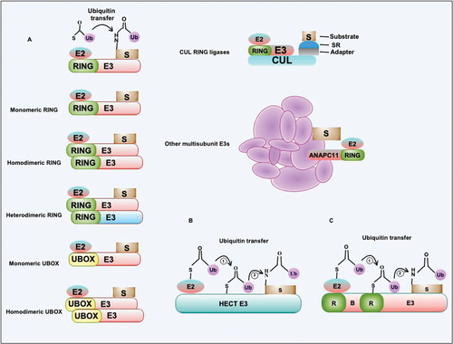 Figure 3. E3-Ub ligase uses a distinct mechanism for the transfer of Ub to substrates. (a) E3-Ub ligase containing the RING domain transfers Ub to target protein substrates from E2-Ub conjugating complex. RING or similar UBOX containing E3-Ub ligases exist in multiple oligomeric states such as monomers, homodimers, and heterodimers. CUL3-E3 RING ligase comprises multiple subunits that coordinate interaction with the substrate. The complex contains adapter protein and substrate-interacting protein together with various CUL isoforms. The anaphase-promoting complex/cyclosome contains multiple subunits that coordinate interaction between target substrates and RING domain-containing E3-Ub ligase together with E2-Ub conjugating enzyme. The role and functions of multi-subunit complex E3-Ub ligases are emerging now. These complexes perform more complex hetero-conjugation of Ub to the substrates. (b and c) The HECT and RBR type E3-Ub ligases transfer Ub from E2-Ub conjugating enzymes to HECT or RING domain conserved cysteines followed by the Ub transfer to target substrates. S, substrate; Ub, ubiquitin; SR, substrate receptor.