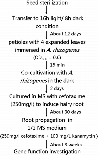 Figure 6. Flow chart for hairy root transformation in A. hypogaea.