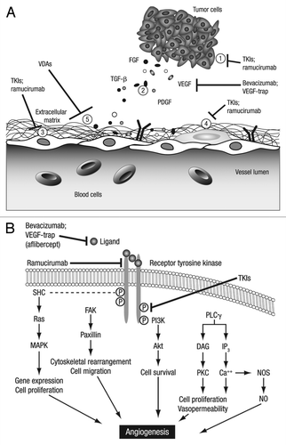 Figure 1 Mechanisms of action of approved and investigational antiangiogenic agents. (A) Diagram depicting inhibition of tumor cell receptors (1) and endothelial cell and pericyte receptors (3 and 4) by TKIs and ramucirumab, targeting of VEGF (2) molecules by bevacizumab and VEGFR trap (aflibercept) and (5) disruption of vascular integrity by VDAs. (B) Receptor tyrosine kinase-activated signaling pathways involved in angiogenesis. [Part (A) reprinted with permission ©2006 Springer; part (B) reproduced with permission of Alphamed Press, Inc. in the format Journal via Copyright Clearance Center.]