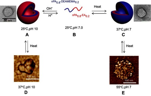 Figure 10 Self-assembling process of poly(nPA0.8-co-DEAEMA0.2)-block-poly(nPA0.8-co-EA0.2) into vesicles, and then aggregates upon heating. Reprinted with permission from Savoji MT, Strandman S, Zhu XX. Switchable vesicles formed by diblock random copolymers with tunable pH- and thermo-responsiveness. Langmuir. 2013;29(23):6823–6832. Copyright 2013, American Chemical Society.Citation84