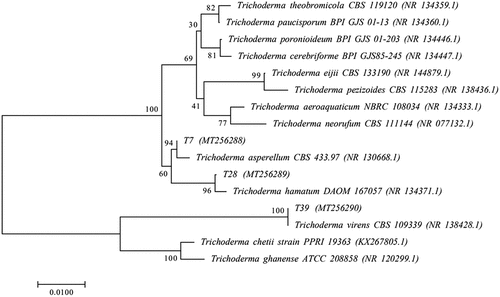 Figure 1. Phylogenetic tree based on rDNA-ITS sequence analysis of antagonistic fungi. The confidence values over 50% from 1,000 replicate bootstrap samplings are shown at each node. The accession numbers of strains are shown in parentheses. The scale bar indicates the base substitution rate.