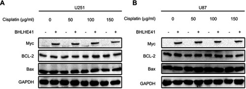 Figure 6 BHLHE41 overexpression has no effect on cell apoptosis in U87 and U251 cells. (A, B) WB analysis was performed to assess apoptosis-related protein expression levels of Bax and Bcl-2 expression in BHLHE41 overexpression plasmid or pcDNA transfected U87 and U251 cells after treated with DMSO or cisplatin (50, 100, 150 μg/ml). GAPDH served as the internal control. Data are presented as the mean ± standard deviation, from three independent experiments.Abbreviations: BHLHE41, Basic helix-loop-helix family member e41; WB, Western blot.
