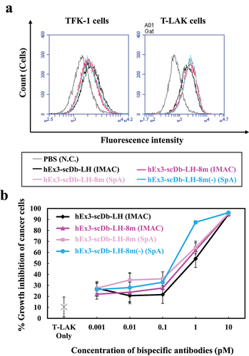 Figure 7. Evaluation of tag-free hEx3-scDb-LH-8m functions. (a) cell-binding ability to EGFR-positive TFK-1 cells (left panel) and CD3-positive T-LAK cells (right panel) was evaluated by flow cytometric analysis. (b) growth inhibition of cancer cells was evaluated in an MTS assay using 5-(3-carboxymethoxyphenyl)-2-(4-sulfophenyl)-2 H-tetrazolium inner salt as a detection reagent. The ratio of TFK-1:T-LAK was 1:4.