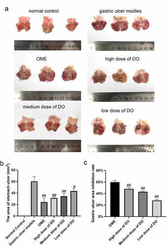 Figure 1. Dendrobium officinale effectively protects the gastric mucosa. a, Morphological observation of gastric mucosa. b, Determination of gastric ulcer area. c, Determination of inhibition rate of gastric ulcer area. #, p < 0.05; ##, p < 0.01, compared with gastric ulcer models. OME, Omeprazole. DO, Dendrobium officinale polysaccharides.