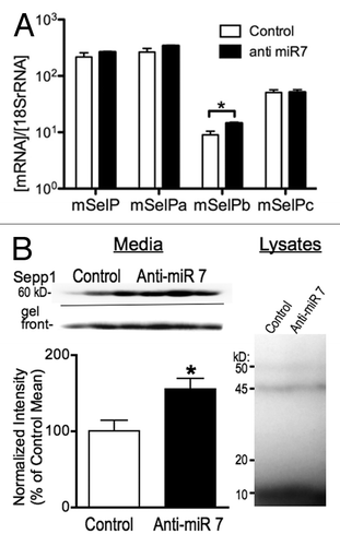 Figure 7. Knockdown of miR-7 with an antisense LNA probe increases expression of Sepp1. (A) qPCR measurement of mRNA expression for Sepp1 and transcript variants 48 h following transfection of N2A cells with LNA antisense probe, normalized to 18S rRNA. (B) Protein expression measured by autoradiography of 75Se-labeled protein from N2A cell cultures 72 h after knockdown of miR-7. Above: Autoradiography of media from three control (left) and three anti-miR-7 transfected (right) cultures. Below left: Graph of 75Se-Sepp1 expression normalized to relative radioactivity for each sample. * indicates p < 0.05, two-tailed Student’s T-test. Below right: Autoradiography of N2A cell lysates.