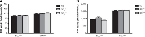 Figure 5 The effect on antioxidant activity of SiO2 NPs fed to mice.Notes: C57BL/6 mice were treated with varying sizes (20 nm, 100 nm) and charges (SiO2EN[R]; negative, SiO2EN[−]) of 750 mg/kg colloidal SiO2 NPs for 14 days. Spleens from mice were isolated aseptically and made into single-cell suspension splenocytes. (A) SOD activity and (B) GPx activity were measured in splenocyte lysate by an SOD activity assay kit and by a GPx activity colorimetric assay kit, according to the manufacturer’s instructions (BioVision, Inc., Milpitas, CA, USA). Data are presented as the mean ± standard deviation; n=5.Abbreviations: SOD, superoxide dismutase; NC, normal control; SiO2, silicon dioxide; SiO2EN(−), negatively charged silicon dioxide; SiO2EN(R), silicon dioxide modified with L-arginine; GPx, glutathione peroxidase; n, number.