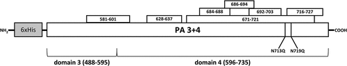 Figure 4. Schematic representation of rPA3 + 4 protein. The amino acid sequence coordinates are given according to UniProt Q08G54. Epitopes and asparagine (N) to glutamine (Q) substitutions are indicated. The scheme is not to scale