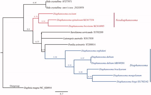 Figure 1. Phylogeny of Sididae. Sequence without NCBI ID are from this study. Parameters in PhyML were set as following: aLRT for Branch Support, optimize nucleotide equilibrium frequencies, invariable site ratio, and selected best of NNI & SPR for tree searching operation, all the rest are left as default.
