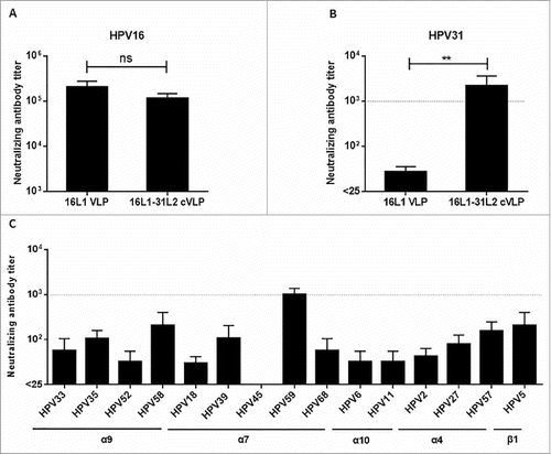 Figure 5. 16L1-31L2 cVLPs induced broadly cross-neutralizing antibody responses in mice. Mice (n = 4) were vaccinated subcutaneously at weeks 0, 4, 7, 10 with 16L1 VLP or 16L1-31L2 cVLP adjuvanted with Alum-MPL. Sera were collected at week 12 and analyzed for neutralization against HPV16 (A) and HPV31 (B). The sera of 16L1DE-31L2 cVLP were also analyzed for cross-neutralization against other 15 HPV types (C). Data are presented as mean titers ± SEM. The statistically significant differences were indicated by: ns, P > 0.05; **, P < 0.01. The dash line indicated a titer of 1,000.
