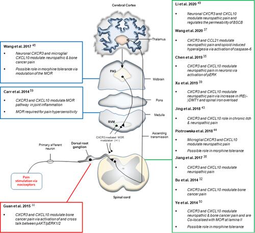 Figure 4 Schematic representation of the studies identifying CXCR3 to be involved in pain modulation at specific sites in the pain pathway.
