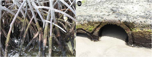 Figure 4. Photographs of sample locations. (A) Type locality, Martinique, Pointe Marin, mangrove roots of Rhizophora mangle overgrown with the intertidal alga Bostrychia sp.,; (B) Grenada, La Sagesse Beach, concrete block overgrown with Bostrychia and diverse other algae.